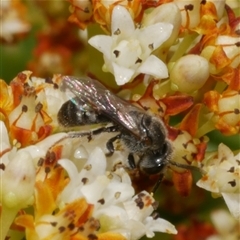 Unverified Bee (Hymenoptera, Apiformes) at Freshwater Creek, VIC - 5 Dec 2024 by WendyEM