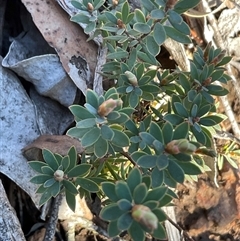 Brachyloma daphnoides (Daphne Heath) at Strathnairn, ACT - 1 Sep 2025 by Jennybach