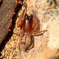 Intruda signata (Ground spider) at Russell, ACT - 2 Sep 2025 by Hejor1