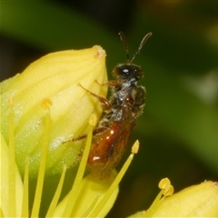 Unverified Bee (Hymenoptera, Apiformes) at Freshwater Creek, VIC - 5 Dec 2024 by WendyEM