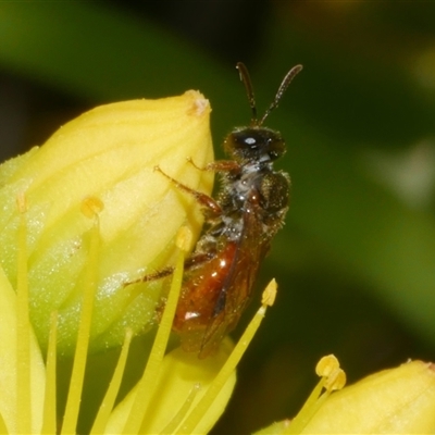 Unverified Bee (Hymenoptera, Apiformes) at Freshwater Creek, VIC - 5 Dec 2024 by WendyEM