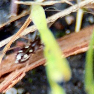 Habronestes sp. (genus) at Russell, ACT - 2 Sep 2025 by Hejor1