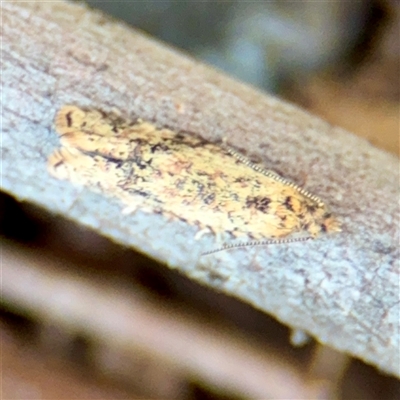Isochorista panaeolana (A Tortricid moth) at Russell, ACT - 2 Sep 2025 by Hejor1