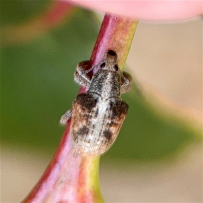 Gonipterini sp. (tribe) (A weevil) at Russell, ACT - 2 Sep 2025 by Hejor1