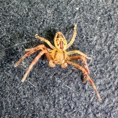 Australomisidia cruentata (Blood-stained Flower Spider) at Russell, ACT - 2 Sep 2025 by Hejor1