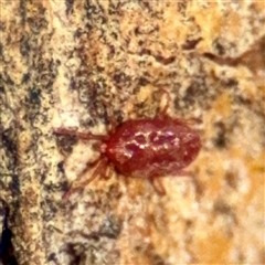 Rainbowia sp. (genus) (A mite) at Ainslie, ACT - 1 Sep 2025 by Hejor1