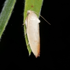 Ptyoptila matutinella (Wingia Group) at Freshwater Creek, VIC - 20 Dec 2024 by WendyEM