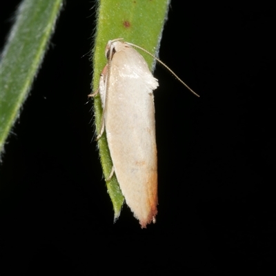 Ptyoptila matutinella (Wingia Group) at Freshwater Creek, VIC - 20 Dec 2024 by WendyEM