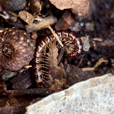 Paradoxosomatidae sp. (family) at Ainslie, ACT - 1 Sep 2025 by Hejor1