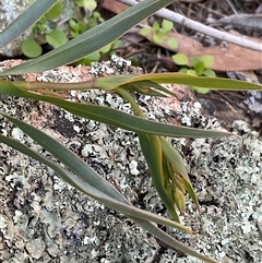 Stypandra glauca (Nodding Blue Lily) at Strathnairn, ACT - 1 Sep 2025 by Jennybach