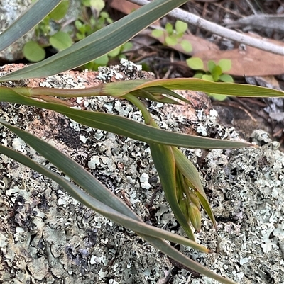 Stypandra glauca (Nodding Blue Lily) at Strathnairn, ACT - 1 Sep 2025 by Jennybach