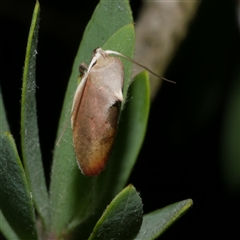 Ptyoptila matutinella (Wingia Group) at Freshwater Creek, VIC - 20 Dec 2024 by WendyEM
