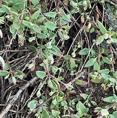 Einadia nutans subsp. nutans (Climbing Saltbush) at Strathnairn, ACT - 1 Sep 2025 by Jennybach