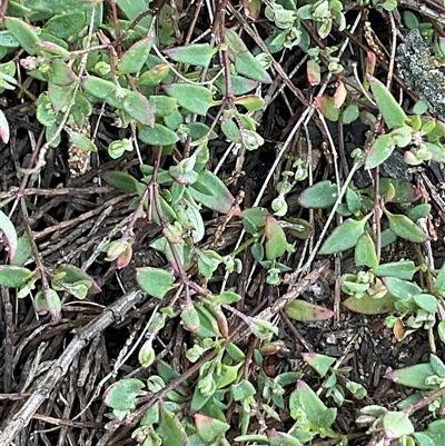 Einadia nutans subsp. nutans (Climbing Saltbush) at Strathnairn, ACT - 1 Sep 2025 by Jennybach