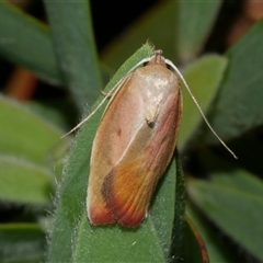 Ptyoptila matutinella (Wingia Group) at Freshwater Creek, VIC - 20 Dec 2024 by WendyEM
