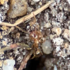 Aphaenogaster longiceps (Funnel ant) at Russell, ACT - 28 Aug 2025 by Hejor1