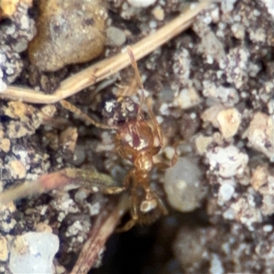 Aphaenogaster longiceps (Funnel ant) at Russell, ACT - 28 Aug 2025 by Hejor1