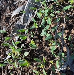 Einadia nutans subsp. nutans (Climbing Saltbush) at Strathnairn, ACT - 1 Sep 2025 by Jennybach