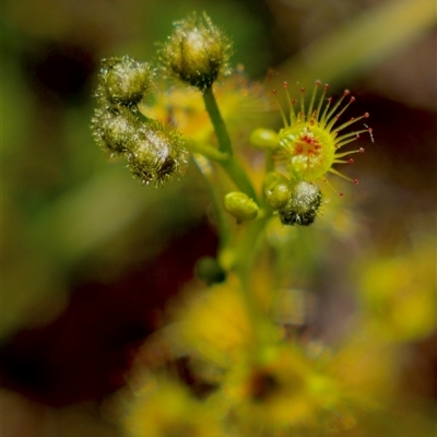 Drosera gunniana (Pale Sundew) at Bruce, ACT - 19 Sep 2021 by JimL