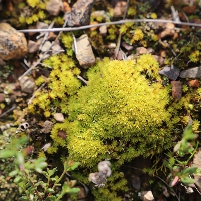 Polytrichaceae sp. (family) at O'Connor, ACT - 19 Sep 2021 by JimL