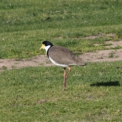 Vanellus miles (Masked Lapwing) at Merimbula, NSW - 29 Aug 2025 by AlisonMilton