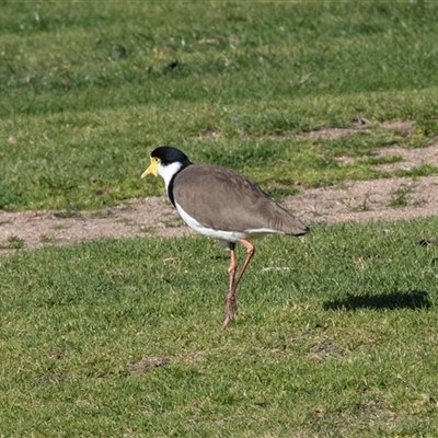 Vanellus miles (Masked Lapwing) at Merimbula, NSW - 29 Aug 2025 by AlisonMilton