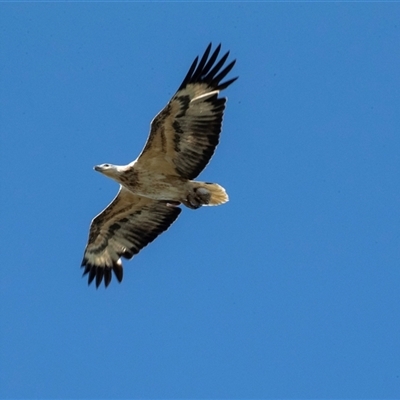 Icthyophaga leucogaster (White-bellied Sea-Eagle) at Merimbula, NSW - 29 Aug 2025 by AlisonMilton