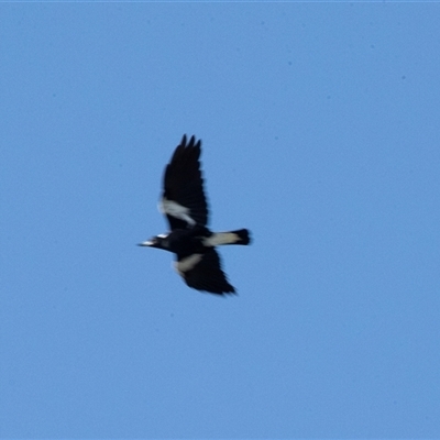 Gymnorhina tibicen (Australian Magpie) at Merimbula, NSW - 29 Aug 2025 by AlisonMilton