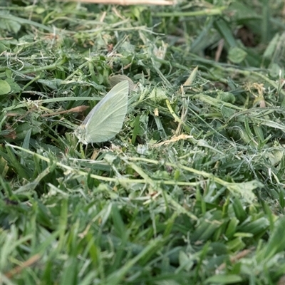 Pieris rapae (Cabbage White) at Merimbula, NSW - 29 Aug 2025 by AlisonMilton