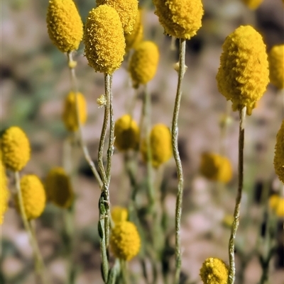 Calocephalus citreus at Windorah, QLD - 18 Aug 2025 by HelenCross