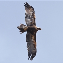 Aquila audax (Wedge-tailed Eagle) at Strathnairn, ACT - 2 Sep 2025 by TimL