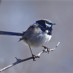 Malurus cyaneus (Superb Fairywren) at Parkes, ACT - 30 Aug 2025 by TimL
