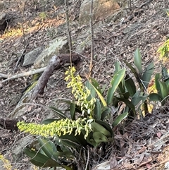 Dendrobium speciosum (Rock Lily) at Bucketty, NSW - 3 Sep 2025 by MartinPredavec