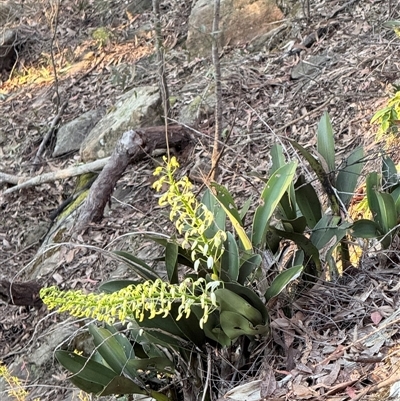 Dendrobium speciosum (Rock Lily) at Bucketty, NSW - 3 Sep 2025 by MartinPredavec