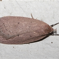 Chezala privatella (A Concealer moth) at Strathnairn, ACT - 2 Sep 2025 by TimL
