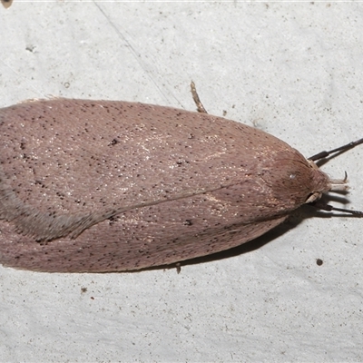 Chezala privatella (A Concealer moth) at Strathnairn, ACT - 2 Sep 2025 by TimL