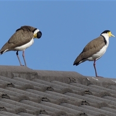 Vanellus miles (Masked Lapwing) at Braemar, NSW - 2 Sep 2025 by Curiosity