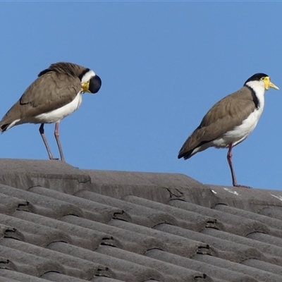 Vanellus miles (Masked Lapwing) at Braemar, NSW - 2 Sep 2025 by Curiosity
