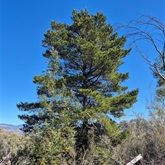 Pinus radiata (Monterey or Radiata Pine) at Conder, ACT - 31 Aug 2025 by MB
