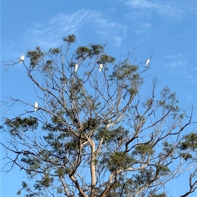 Cacatua galerita (Sulphur-crested Cockatoo) at Bucketty, NSW - 3 Sep 2025 by MartinPredavec
