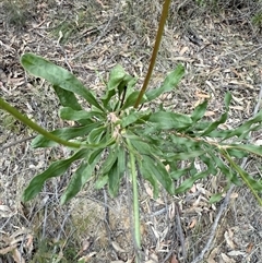 Conospermum longifolium subsp. longifolium at Laguna, NSW - 3 Sep 2025 by MartinPredavec