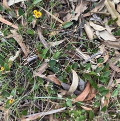 Mirbelia platylobioides (Large-flowered Mirbelia) at Canyonleigh, NSW - 2 Sep 2025 by blacksheep