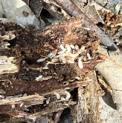 Unverified Termite (superfamily Termitoidea) at Canyonleigh, NSW - 2 Sep 2025 by blacksheep