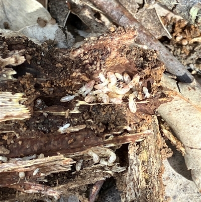 Unverified Termite (superfamily Termitoidea) at Canyonleigh, NSW - 2 Sep 2025 by blacksheep