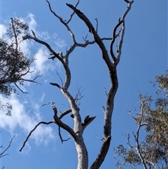 Callocephalon fimbriatum (Gang-gang Cockatoo) at Aranda, ACT - 3 Sep 2025 by thecbrgardener