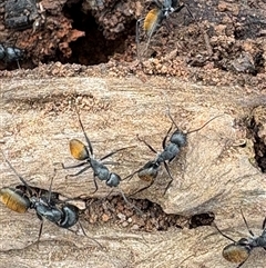 Camponotus aeneopilosus (A Golden-tailed sugar ant) at Aranda, ACT - 26 Aug 2025 by LeahColebrook