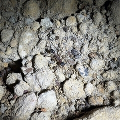 Myrmecia nigriceps (Black-headed bull ant) at Acton, ACT - 1 Sep 2025 by LeahColebrook