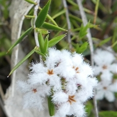 Leucopogon virgatus at Ballyroe, NSW - 10 Oct 2018 by TwoRivers
