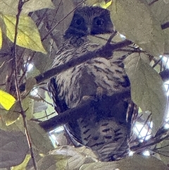 Ninox strenua (Powerful Owl) at New Lambton Heights, NSW - 2 Sep 2025 by AWilsonCN