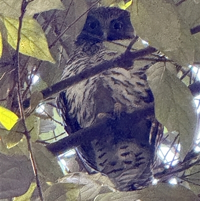 Ninox strenua (Powerful Owl) at New Lambton Heights, NSW - 2 Sep 2025 by AWilsonCN